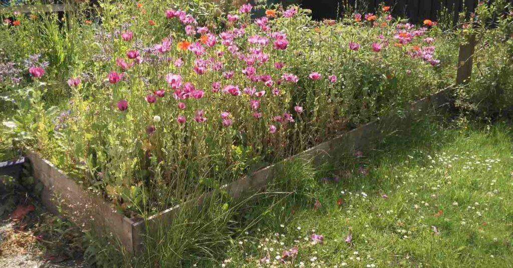 Wildflower bed at Royal Edinburgh Hospital