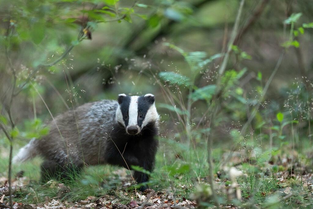 pollinators - a badger