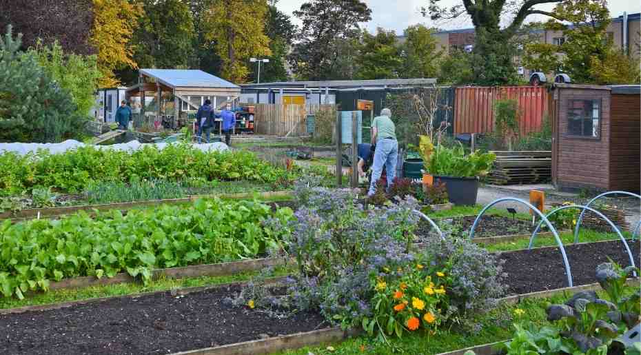 Community Gardens at the Royal Edinburgh Hospital