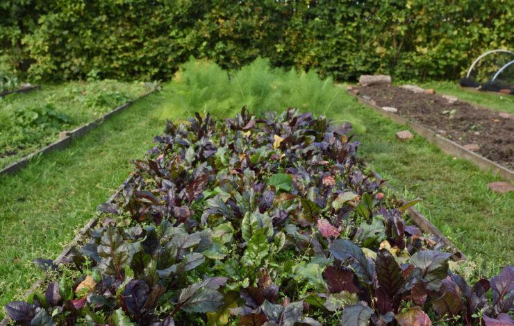 Community Gardens at the Royal Edinburgh Hospital