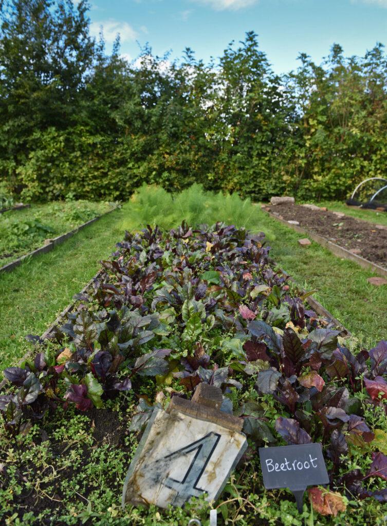 Community Gardens at the Royal Edinburgh Hospital