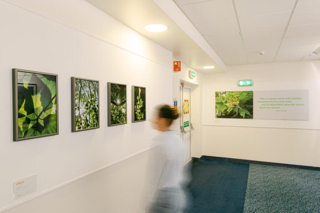 Leaves Exhibition at the Royal Infirmary of Edinburgh