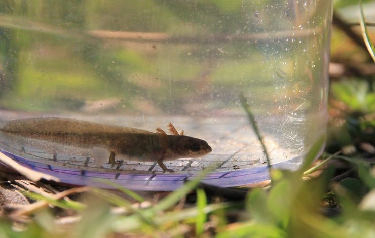 Froglet in a container