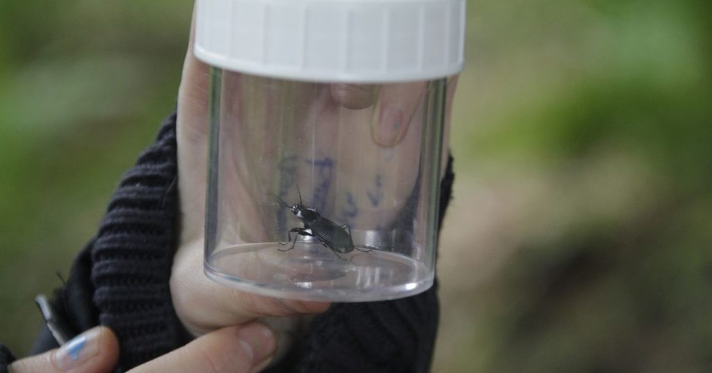 Beetle in a container