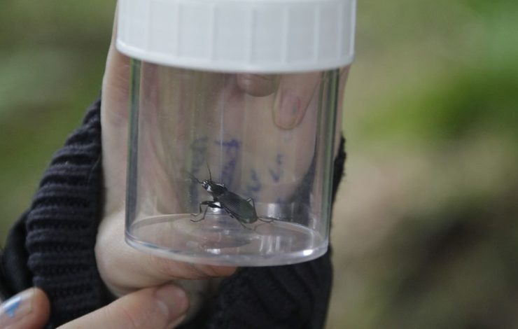 Beetle in a container