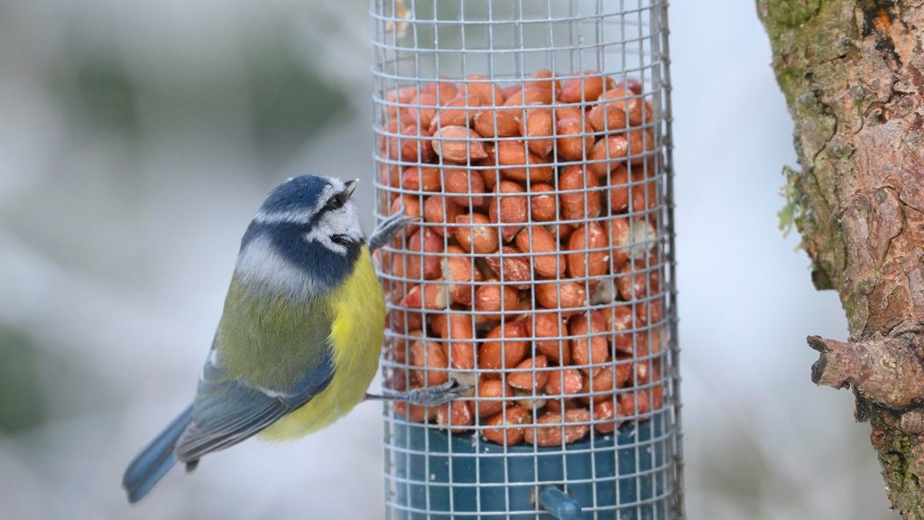 Bird on a feeder