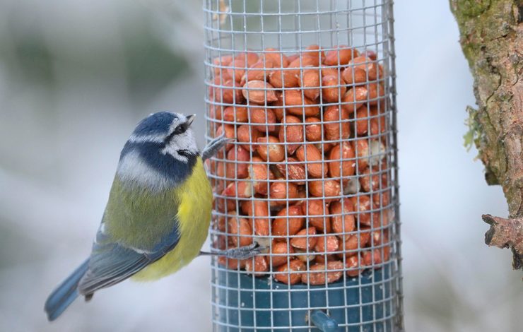 Bird on a feeder