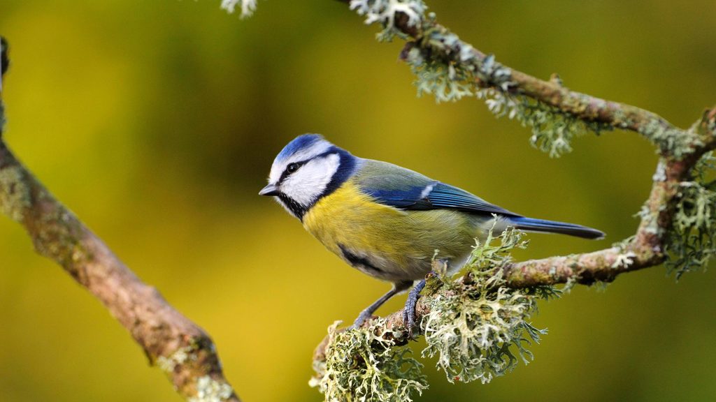 Bird on a branch