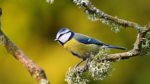 Bird on a branch