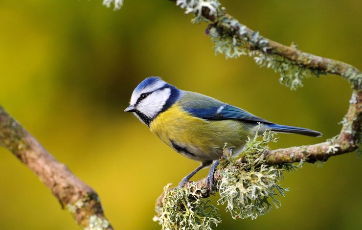 Bird on a branch