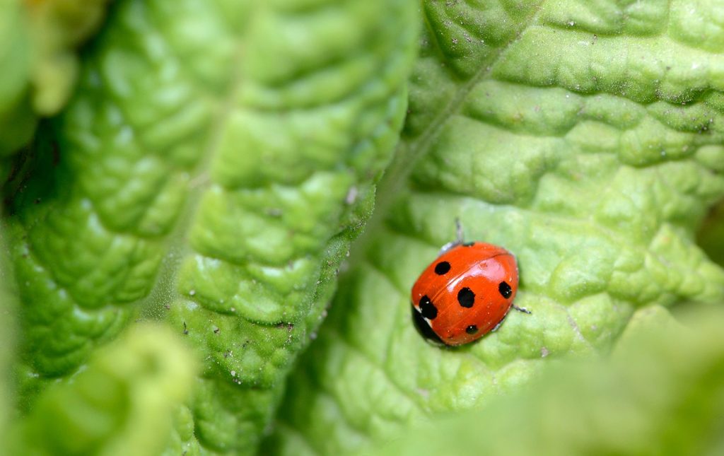 Ladybird on a leaf