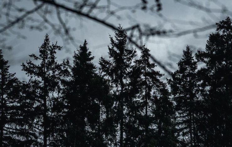 Forest silhouette