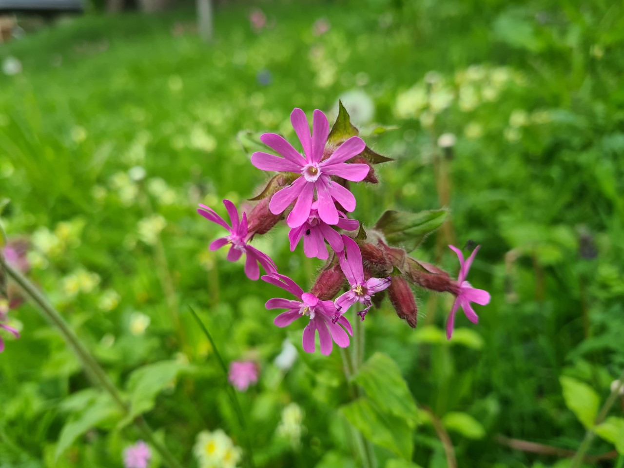 Wildlife at the Western - Silene Dioica red Campion - - image thanks to Jim Scott