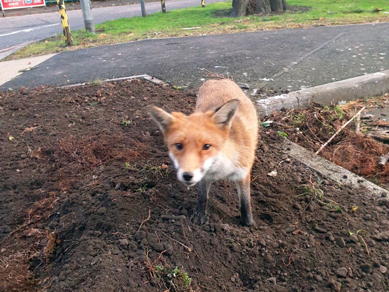 Wildlife at the Western - Wee Foxy - image thanks to Jim Scott