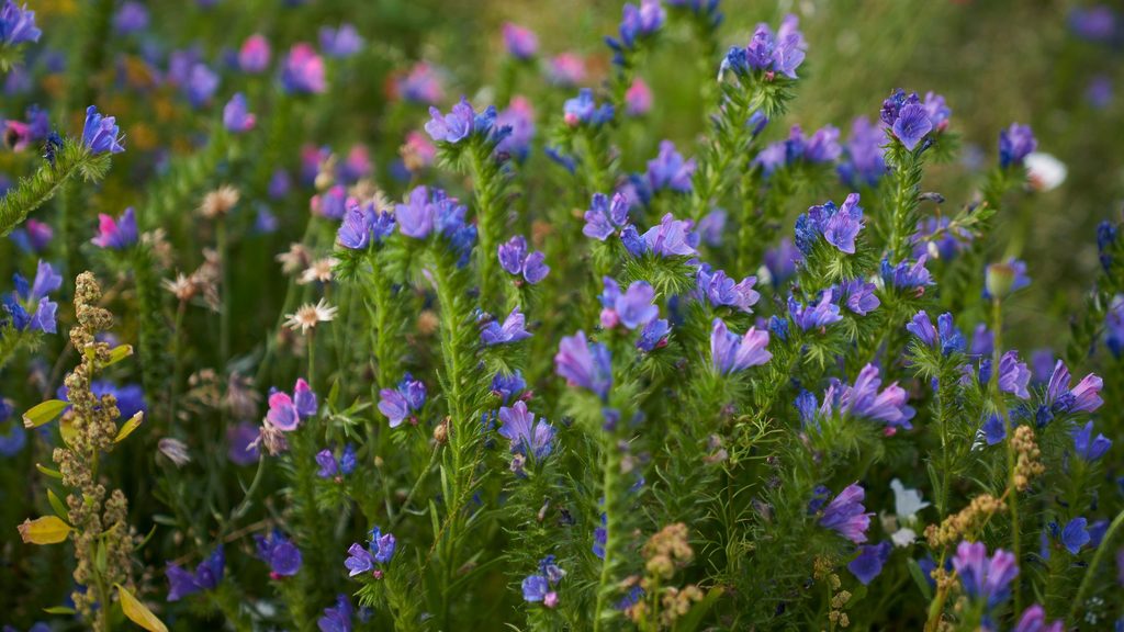 Purple and pink flowers at the Western General