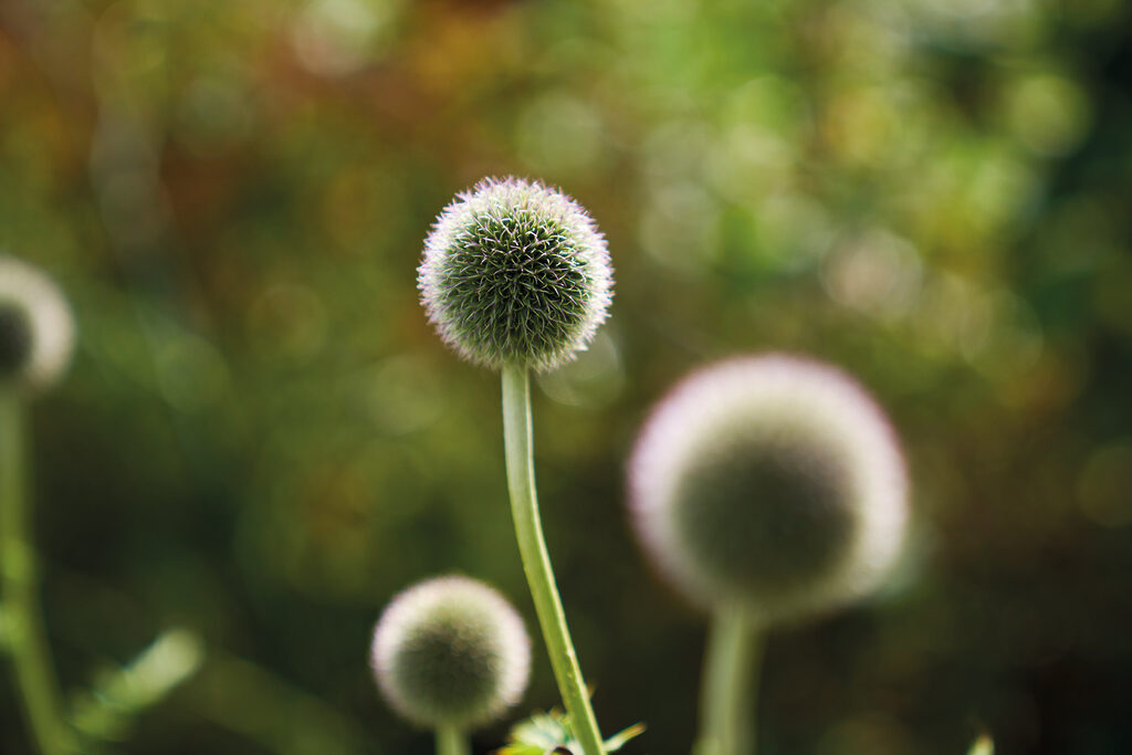 Belhaven Community Hospital Garden - image by John Sinclair