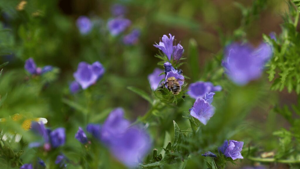 Purple flowers with a bee sat on one