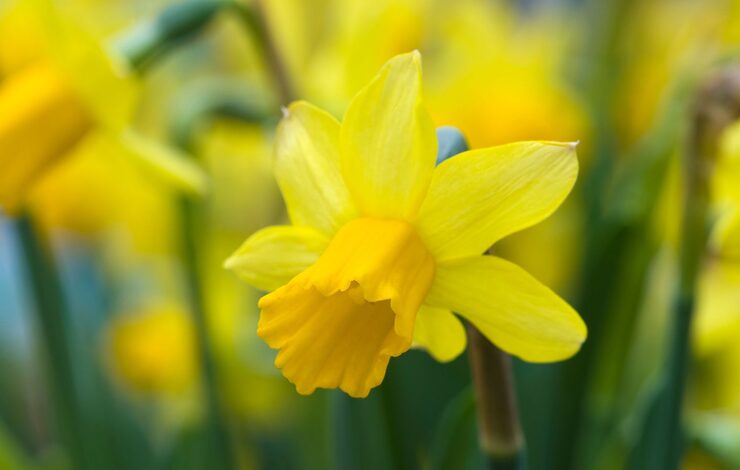 daffodil in focus beside other daffodils