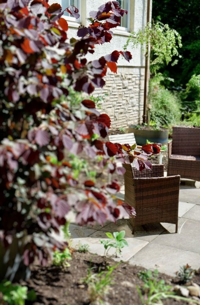 Chairs and table in the background with a tree in the foreground.