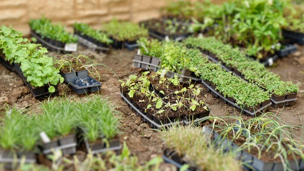 Plants in their pots before planting at Woodland House