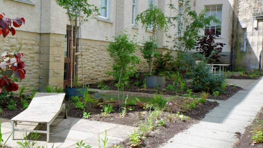 Plants in between paths with a combination of trees and plants