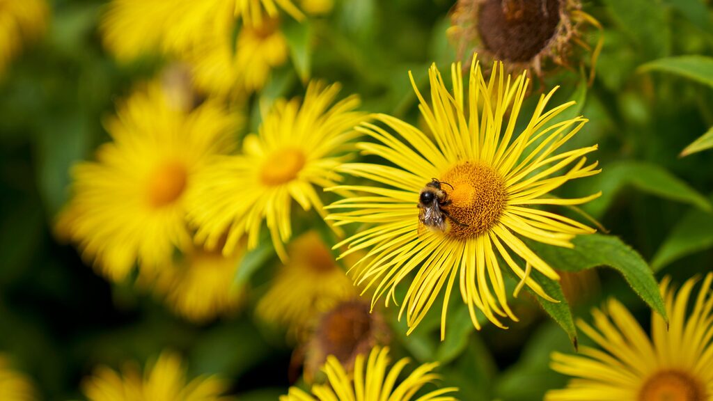 Bee on a yellow daisy