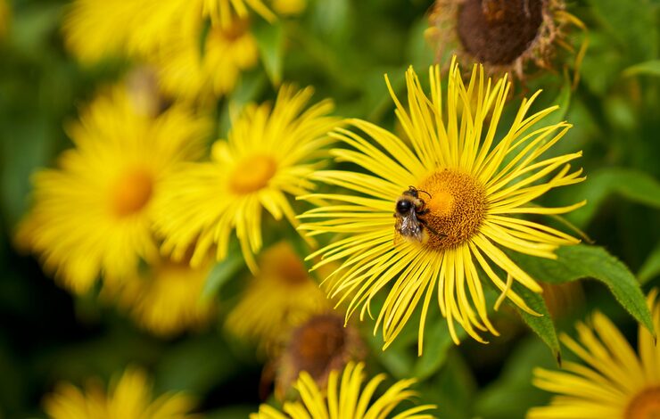 Bee on a yellow daisy