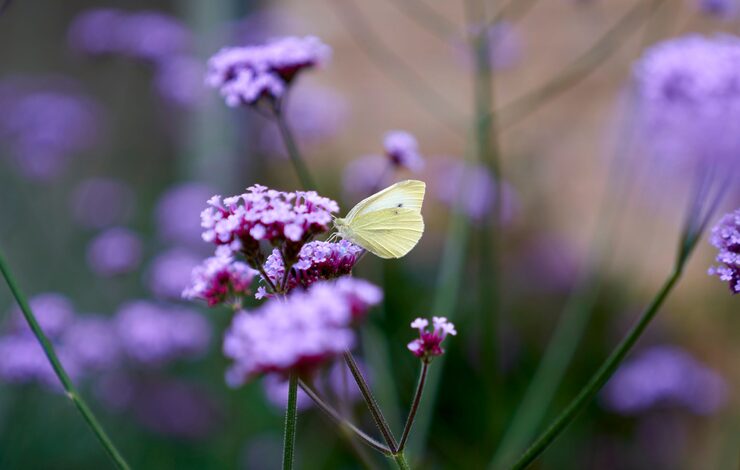 Butterfly on a purple flower