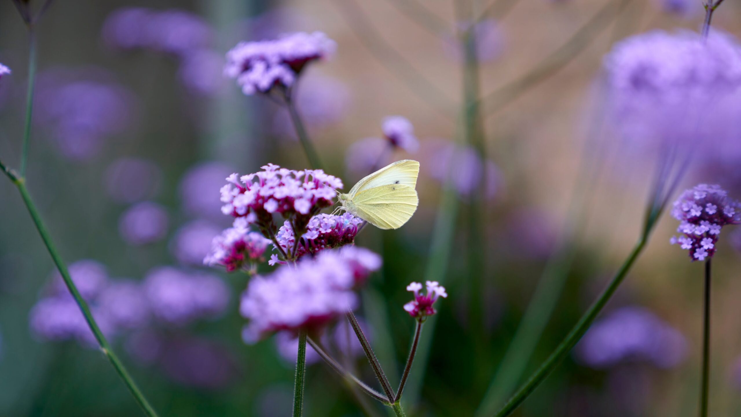 Butterfly on a purple flower