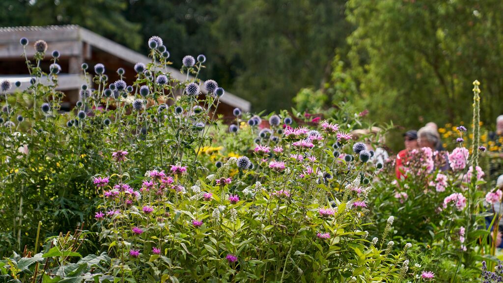 wildflowers at the Royal Edinburgh Hospital