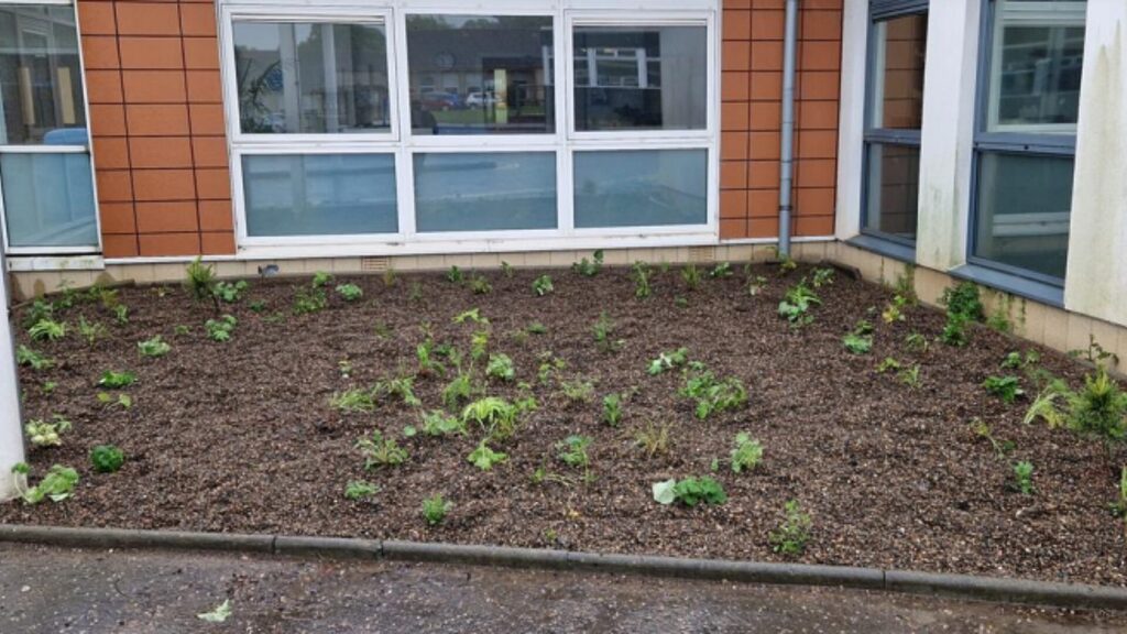 Plants outside the reception area of the SMART Centre