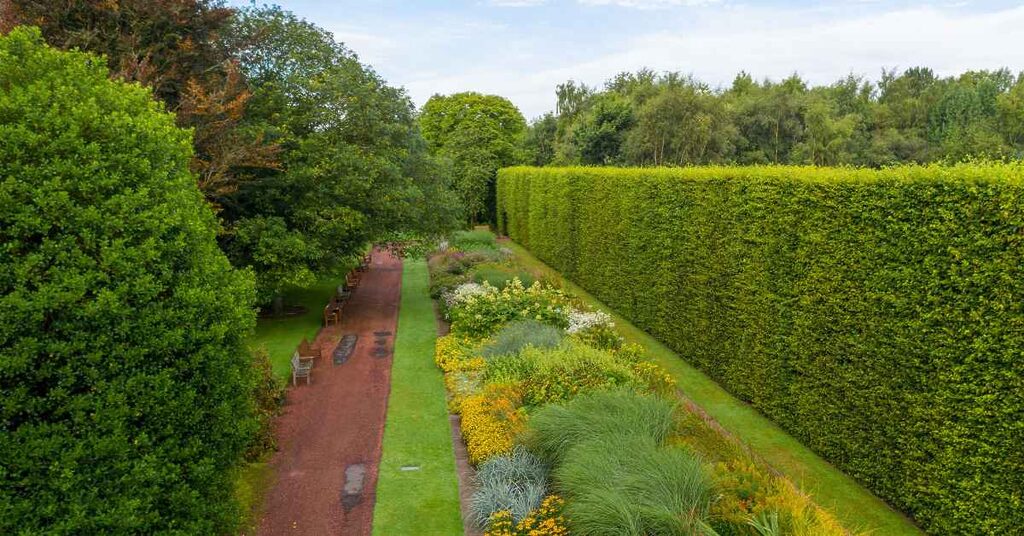 Image shows an arial shot of the Botanic Gardens. There are two trees to the left, a path down the middle, benches, then a hedge to the right.