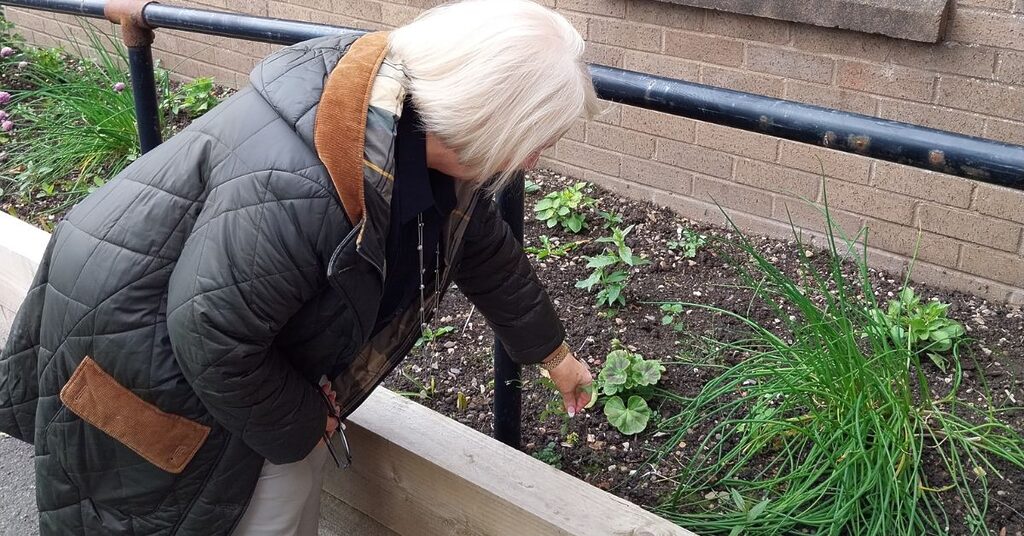 woman picking weeds out of an outdoor planter enhanced thanks to Climate Challenge funding