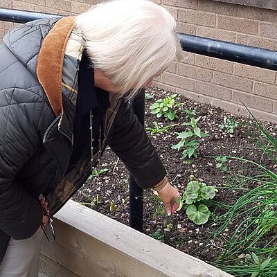 woman picking weeds out of an outdoor planter enhanced thanks to Climate Challenge funding