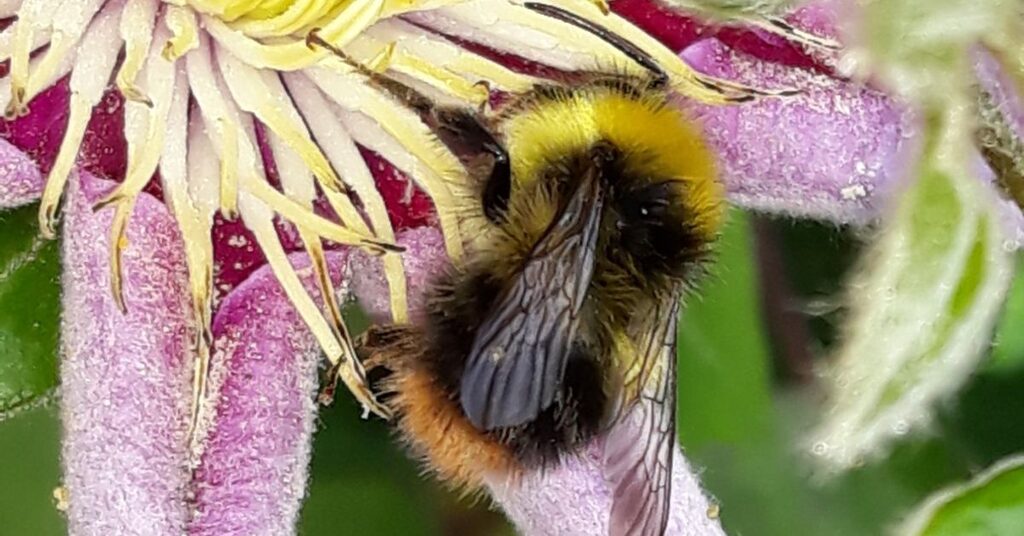 Improving biodiversity thanks to climate challenge grant funding