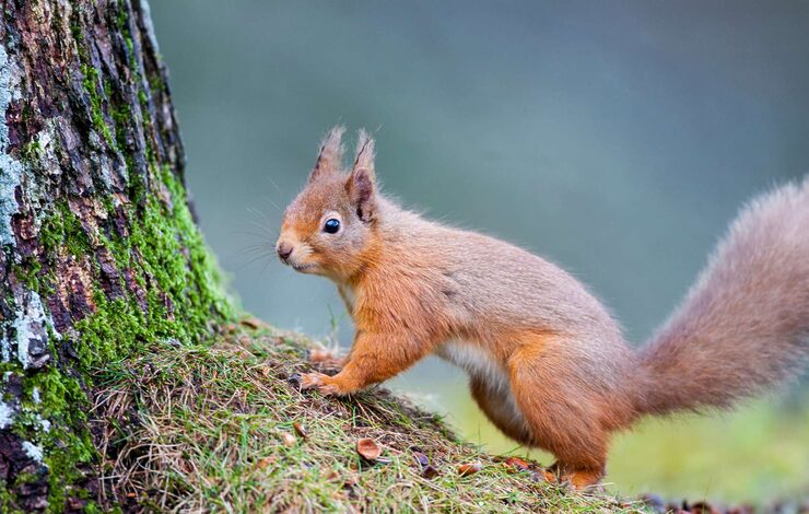 red squirrel at the bottom of a tree