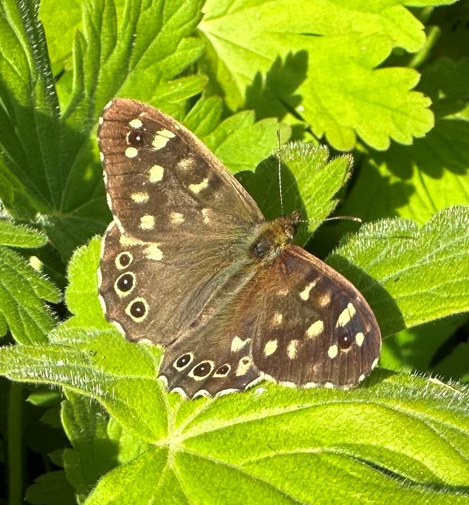 speckled wood butterfly sitting on a leaf