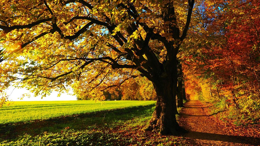 a tree in autumn with golden leaves