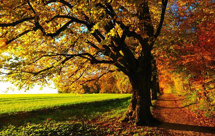 a tree in autumn with golden leaves