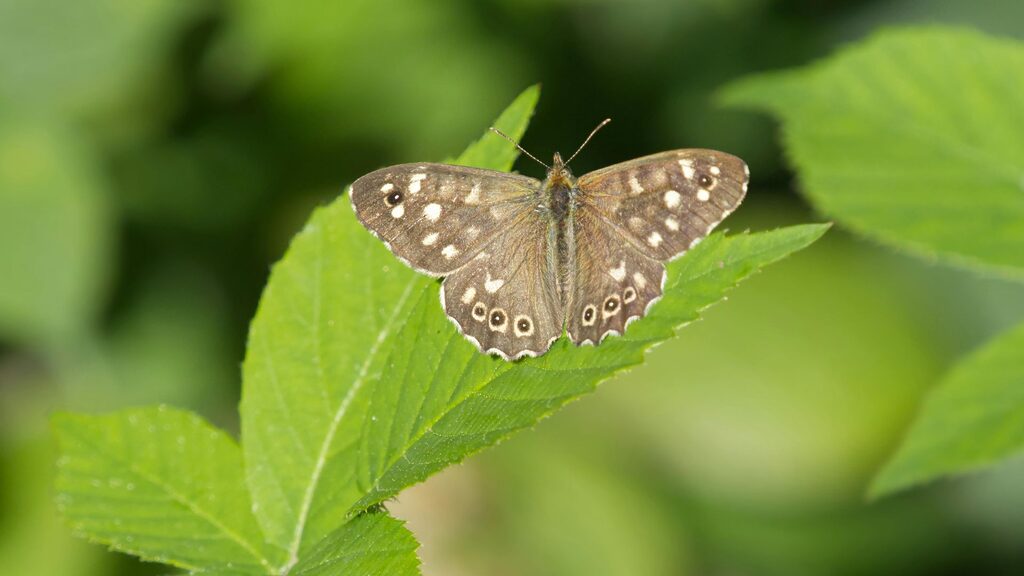 speckled wood butterfly sitting on a leaf