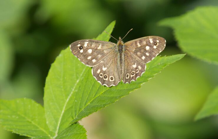 speckled wood butterfly sitting on a leaf