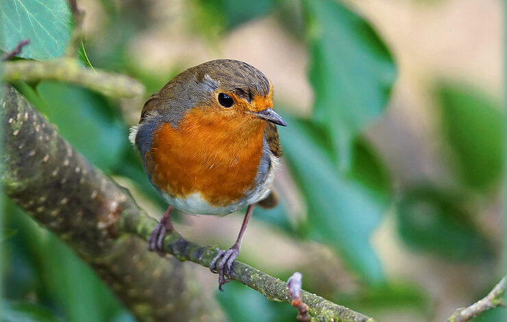 Robin on branch