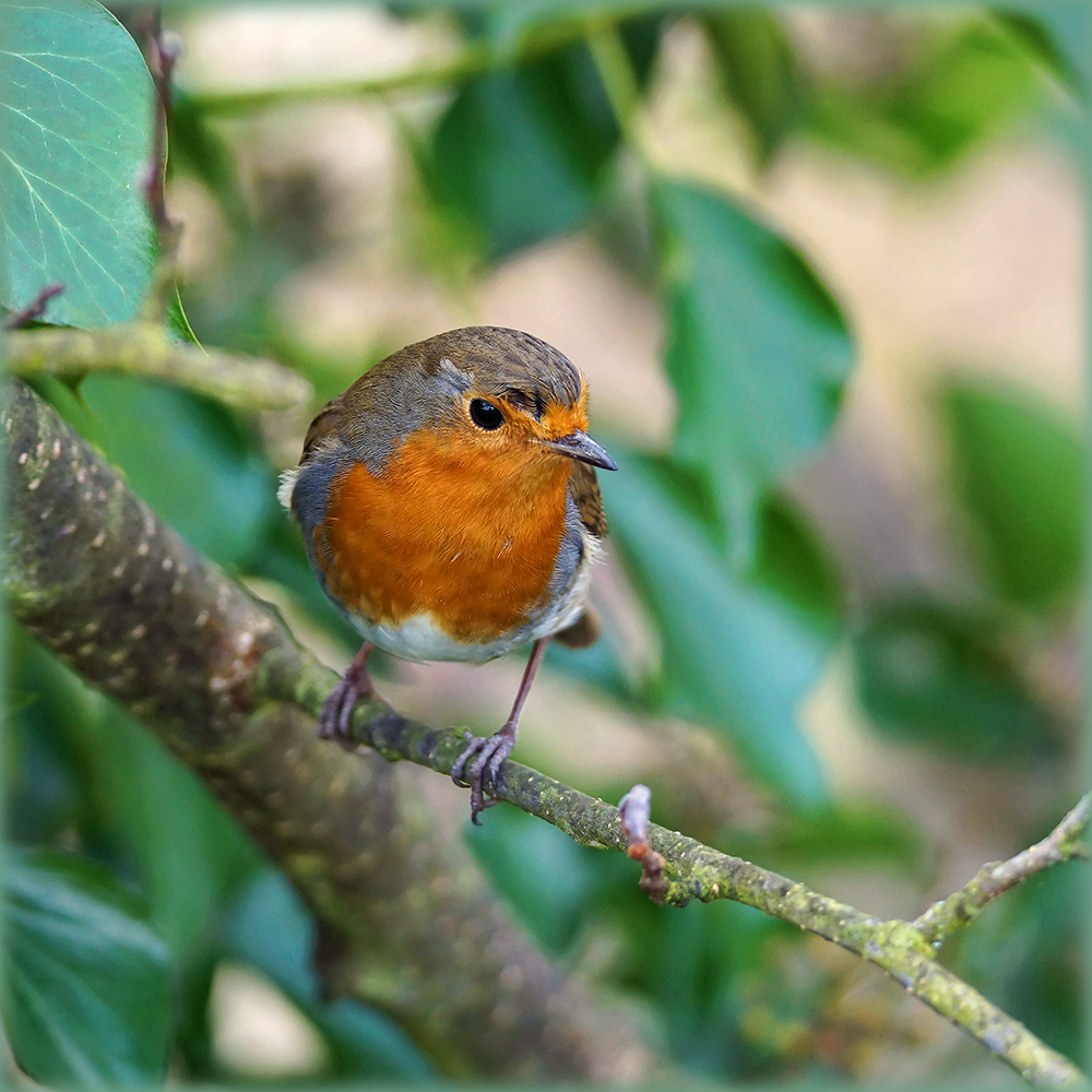 Robin on branch