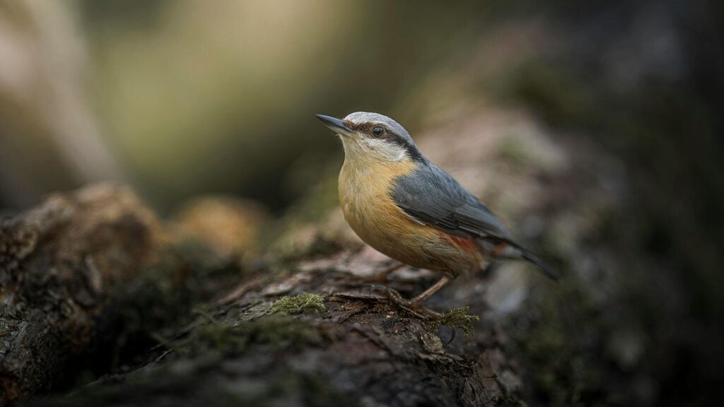 Gold Crest Nuthatch