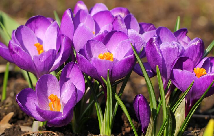 purple crocus