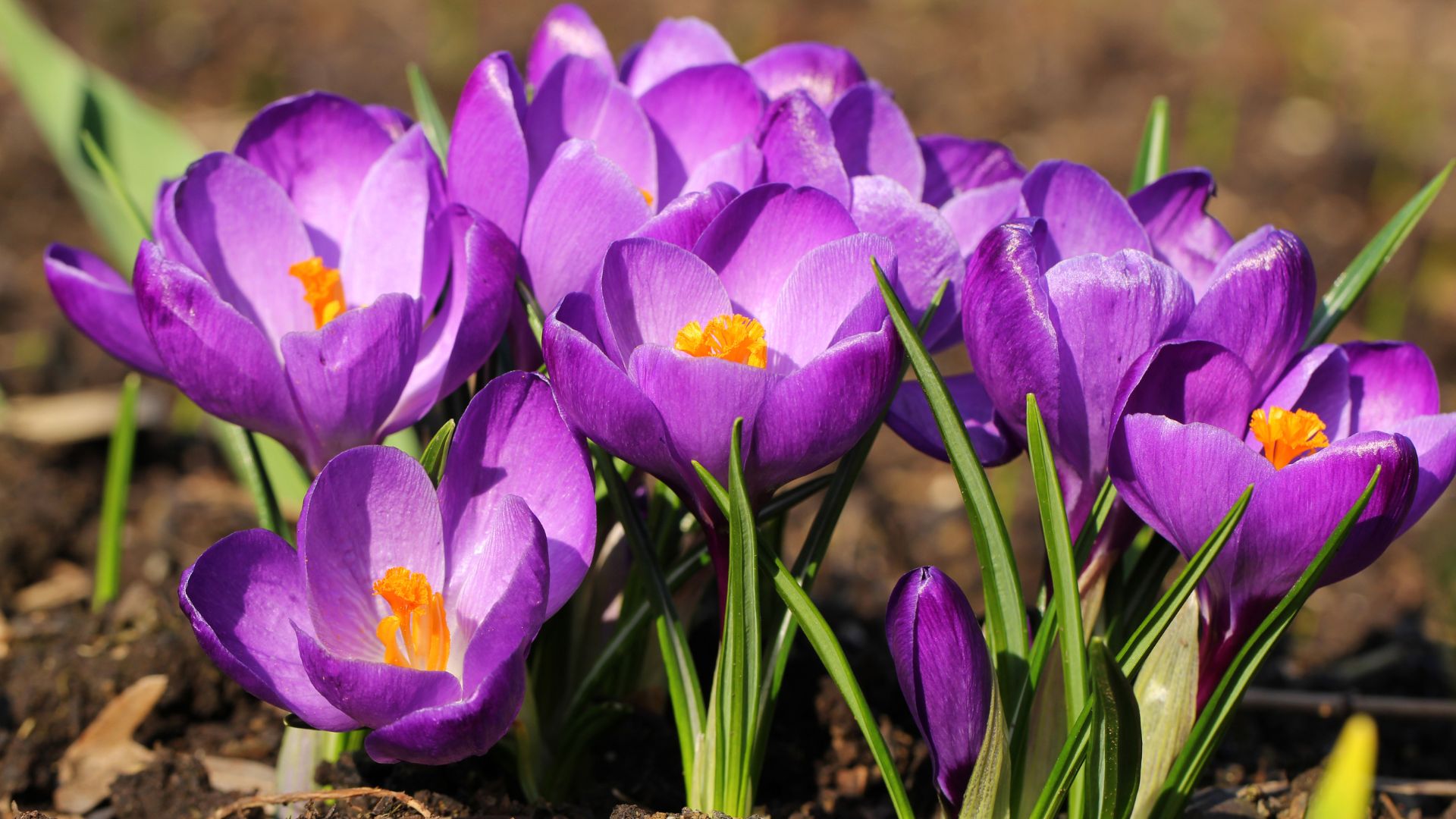 purple crocus