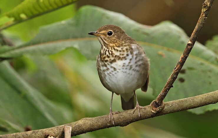 Thrush