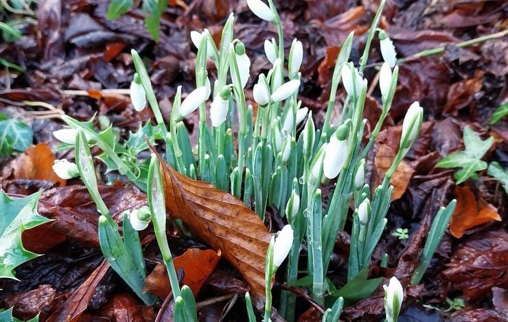 snowdrops in the grounds of the Astley Ainslie