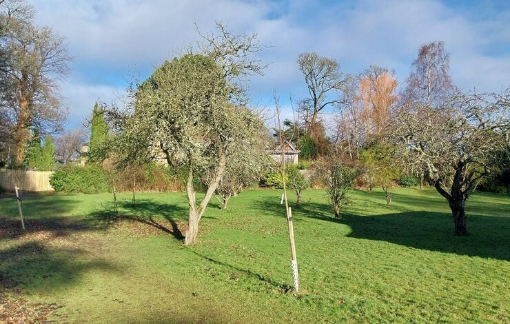 Trees in the Astley Ainslie grounds