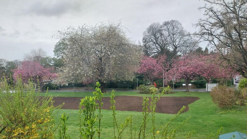 wildflower meadow planting at Astley Ainslie